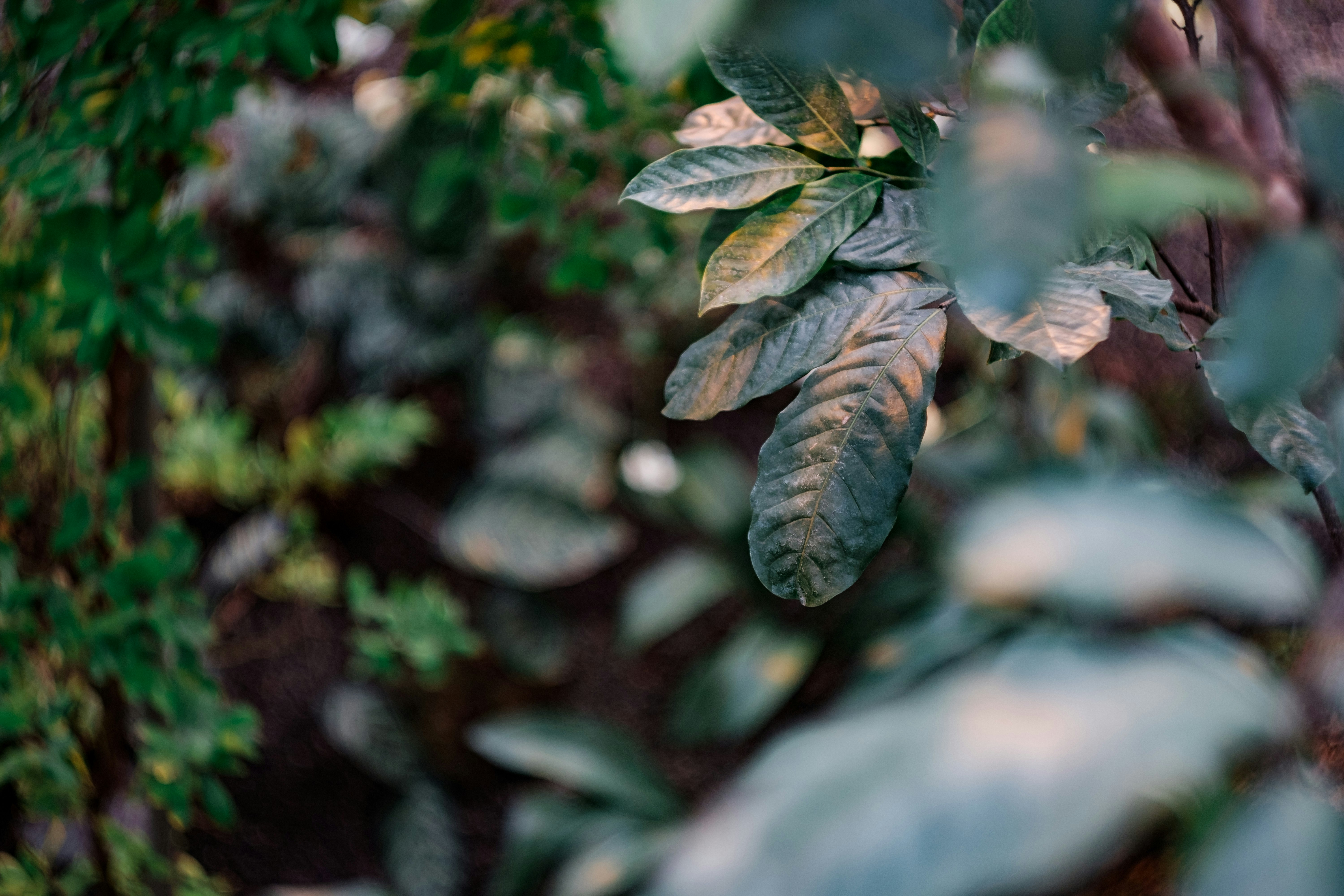 brown and black leaf plant